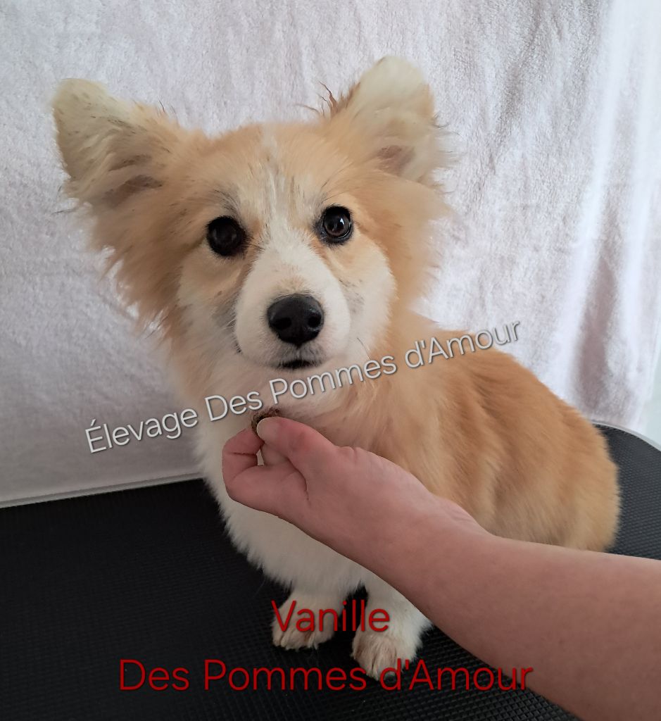 des pommes d'amour - Chiot disponible  - Welsh Corgi Pembroke