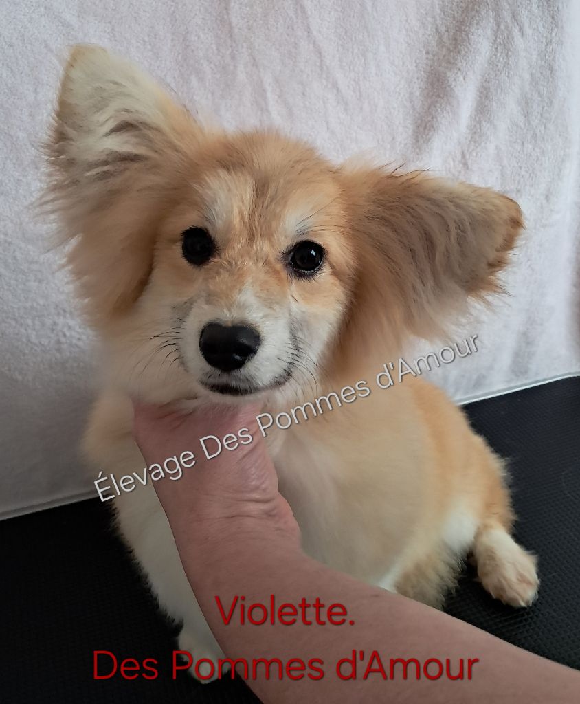 des pommes d'amour - Chiot disponible  - Welsh Corgi Pembroke