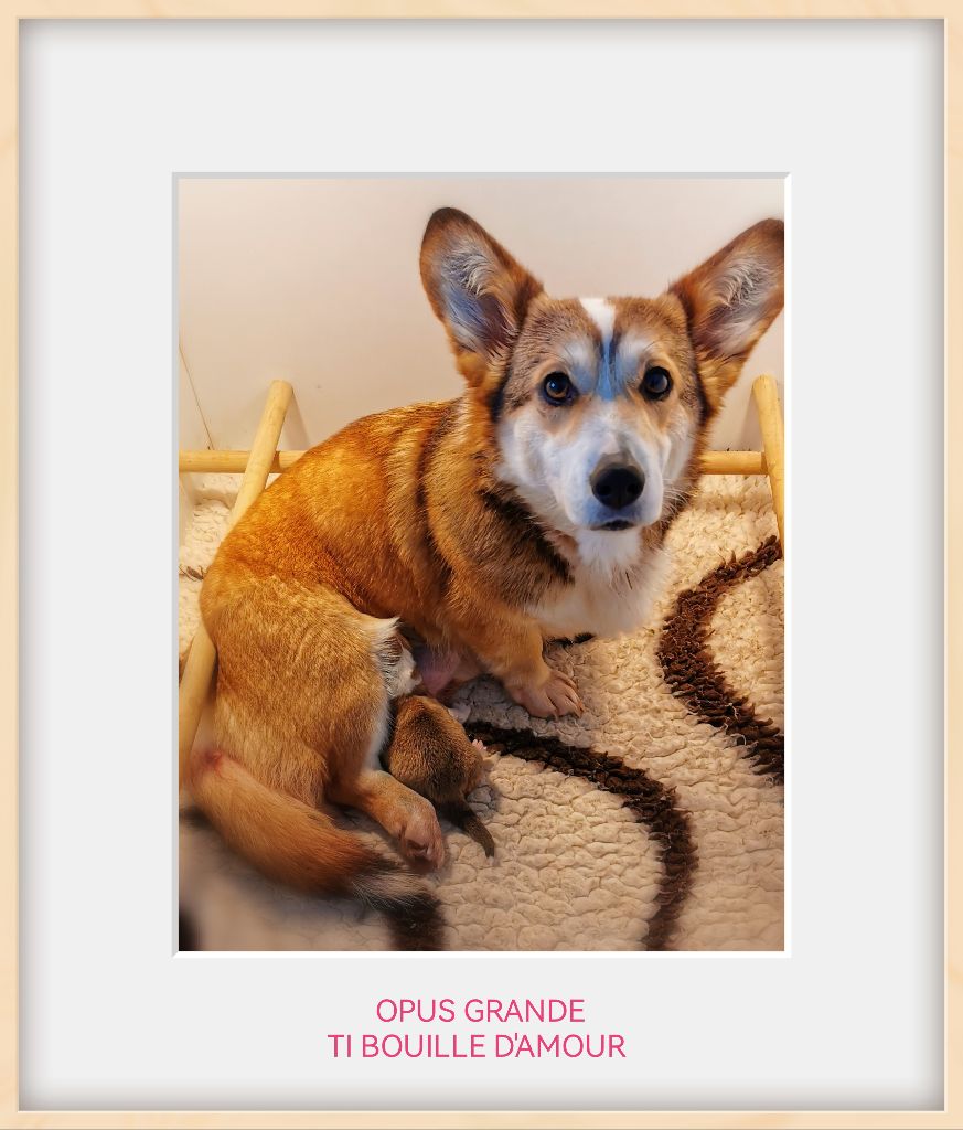 Opus Grande Ti bouille damour