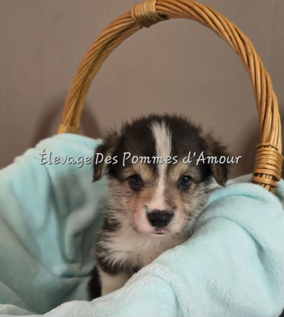 des pommes d'amour - Chiots disponibles - Welsh Corgi Pembroke