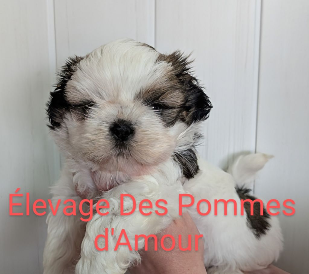 des pommes d'amour - Chiots disponibles - Shih Tzu