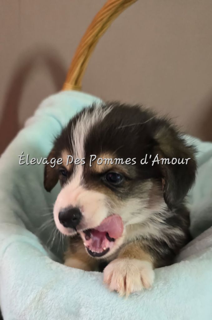 des pommes d'amour - Chiots disponibles - Welsh Corgi Pembroke