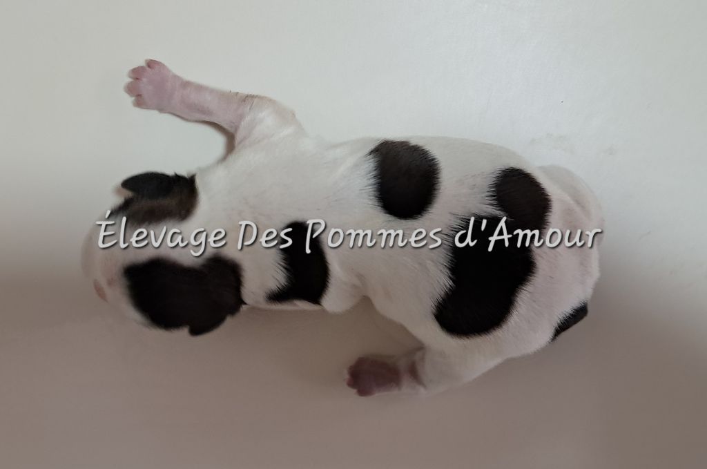 des pommes d'amour - Chiots disponibles - Shih Tzu
